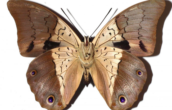 Fig. 3. Adulto de <i>Prepona dexamenus</i></i>, Hembra en posición ventral, mide 87 milímetros de longitud con alas extendidas. Voucher : 16-SRNP-31662-DHJ925559.jpg.