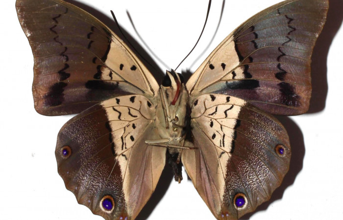 Fig.4. Adulto de <i>Prepona dexamenus</i></i>. Macho en posición vetral, mide 73 milímetros de longitud. Voucher : 16-SRNP-31454-DHJ925557.jpg.