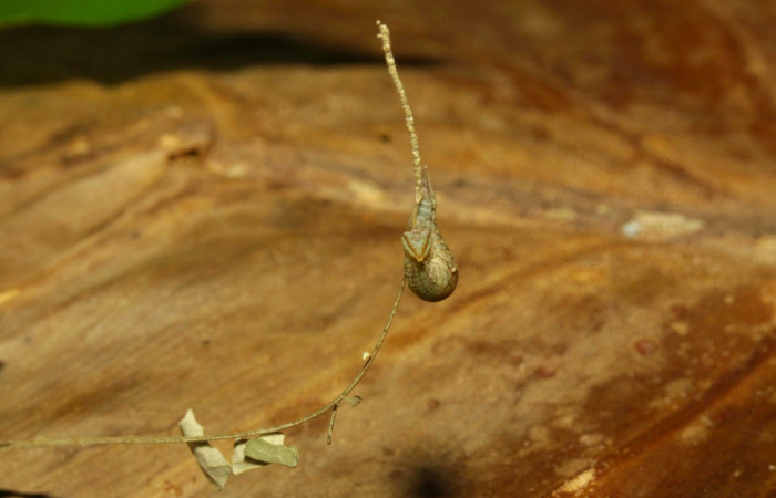 Fig.5. Larva de <i>Prepona dexamenus</i></i> en posición frontal, mide 12 milímetros de longitud. Voucher : 16-SRNP-30661-DHJ729749.jpg.