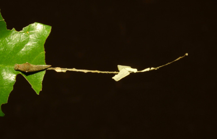 Fig.6. Larva de <i>Prepona dexamenus</i></i> en posición dorsal, mide 12 milímetros de longitud. Voucher : 16-SRNP-30661-DHJ729747.jpg.