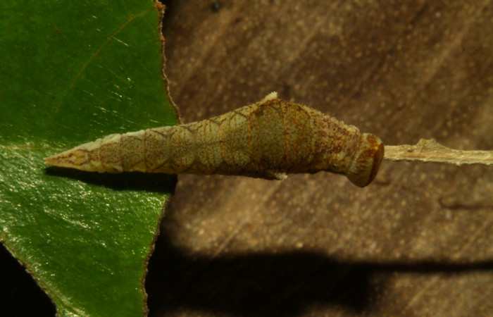 Fig.7. Larva de<i> Prepona dexamenus</i></i> en posición dorsal, mide 12 milímetros de longitud. Voucher : 16-SRNP-30661-DHJ729750.jpg.