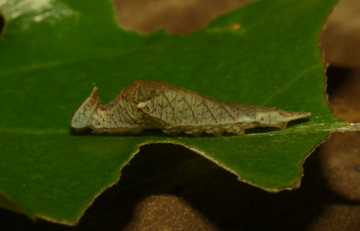 Fig.8. Larva de <i>Prepona dexamenus</i></i> en posición lateral, mide 12 milímetros de longitud. Voucher : 16-SRNP-30661-DHJ729745.jpg.