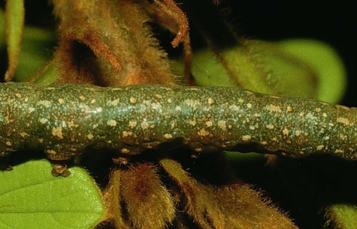 Fig. 3 Larva Argidia aufidia (Erebidae), vista dorsal. Tanquetas, Sector Santa Rosa, 295m. 94-SRNP-728-DHJ26916.