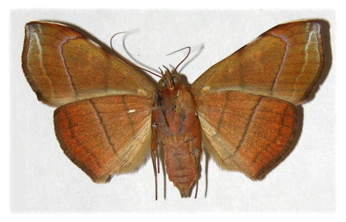 Fig. 9 Adulto Argidia Poole05DHJ02 (Erebidae),  vista ventral, mide 51mm. Sendero Bejuquilla, Sector El Hacha, 280m. 00-SRNP-2991-DHJ313875.