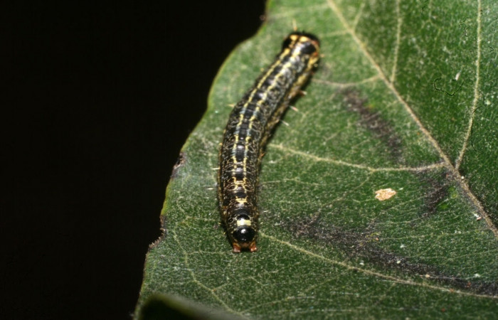 Fig. 10 Larva <i>Nachaba</i></i> BioLep97, Pyralidae, (estadio U), mostrando la posición trasero, se alimenta <i>Handroanthus impetiginosus</i></i>, familia (Bignoniaceae). Voucher: 11-SRNP-56186-DHJ497266.jpg.