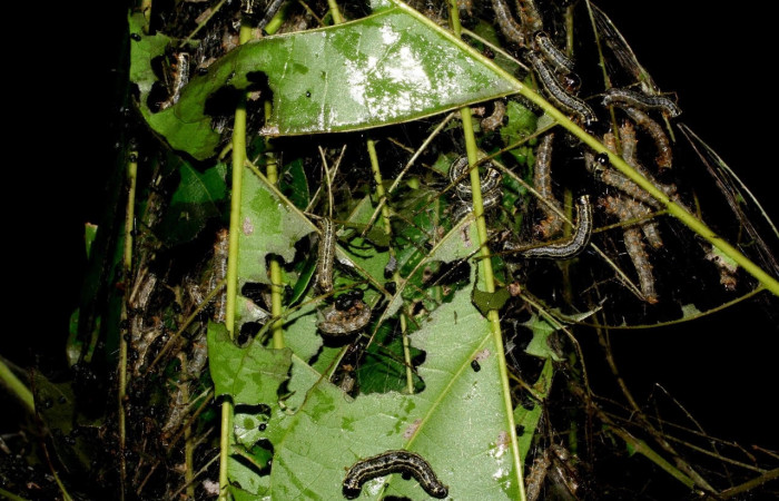 Fig. 11 Larva <i>Nachaba</i></i> BioLep97, Pyralidae, (estadio PU), mostrando su posición en grupo, se alimenta <i>Tabebuia rosea</i></i>, familia (Bignoniaceae). Voucher: 06-SRNP-46766-DHJ417575.jpg.