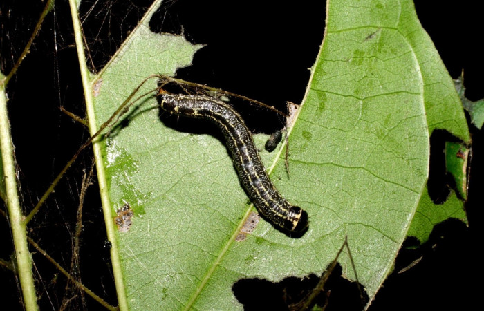 Fig. 14 Larva <i>Nachaba</i></i> BioLep97, Pyralidae, (estadio PU), mostrando posición lateral inclinada, se alimenta, <i>Tabebuia rosea</i></i>, familia (Bignoniaceae). Voucher: 06-SRNP-46766-DHJ417579.jpg.