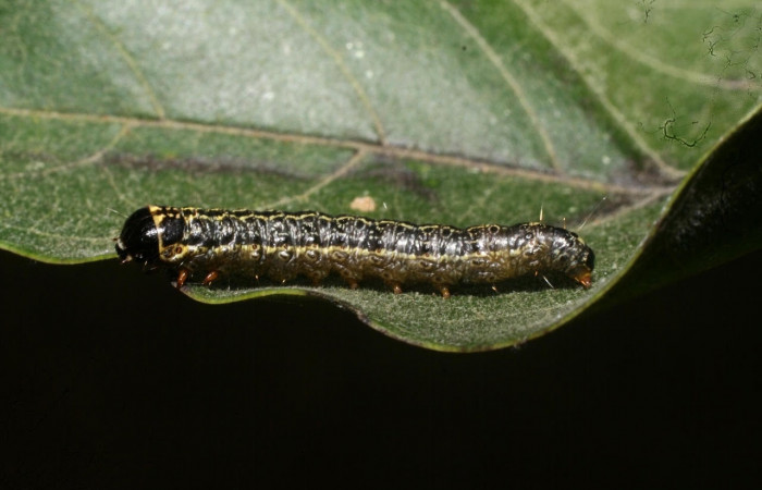 Fig. 7 Larva <i>Nachaba</i></i> BioLep97, Pyralidae, (estadio U), mostrando la posición lateral entero, se alimenta <i>Handroanthus impetiginosus</i></i>, familia (Bignoniaceae). Voucher: 11-SRNP-56186-DHJ497263.jpg.