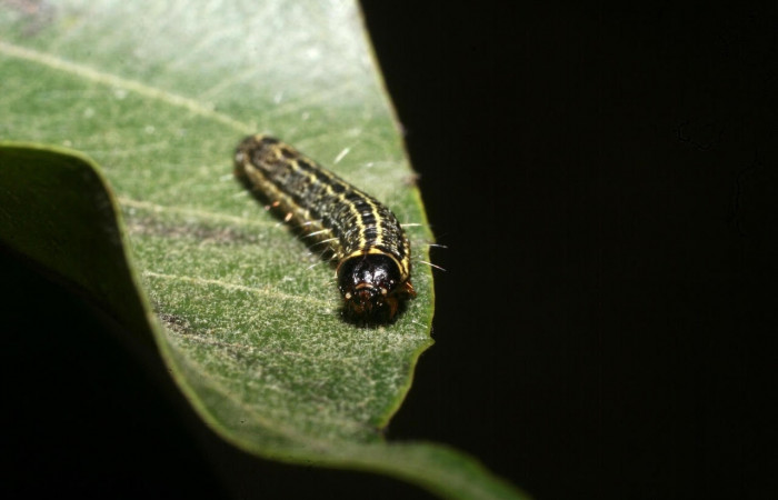 Fig. 8 Larva <i>Nachaba</i></i> BioLep97, Pyralidae, (estadio U), mostrando la posición cabeza, se alimenta <i>Handroanthus impetiginosus</i></i>, familia (Bignoniaceae). Voucher: 11-SRNP-56186-DHJ497264.jpg.