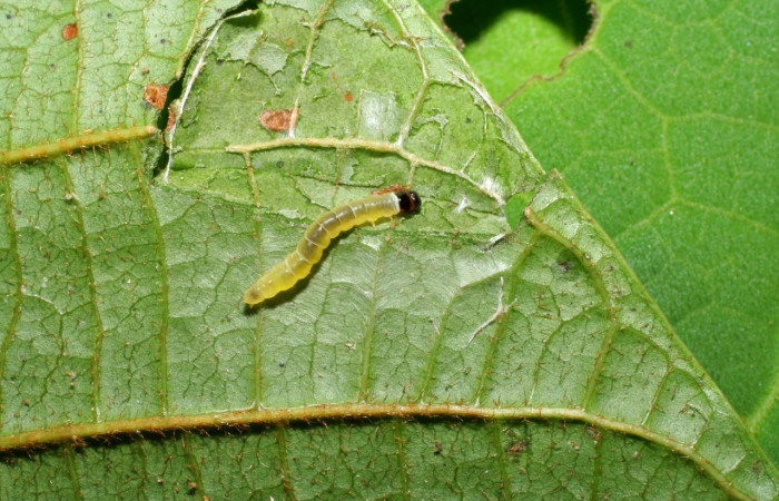 Figura 5. Larva <i>Stenoma adytodes</i></i>, Depressariidae, vista lateral. (06-SRNP-30521-DHJ412237).