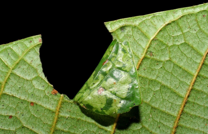Figura 6. Larva <i>Stenoma adytodes</i></i>, Depressariidae, vista dorsal. (06-SRNP-30521-DHJ412241.