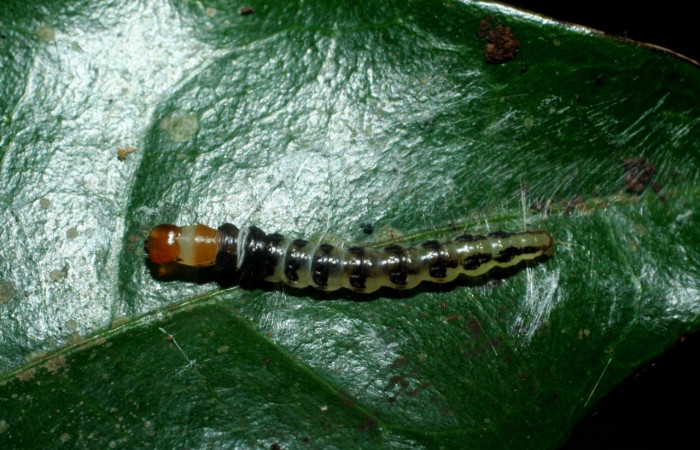 Figura 9. Larva <i>Stenoma</i></i> adytodesDHJ01, Depressariidae, vista dorsal. (09-SRNP-2362-DHJ454219).