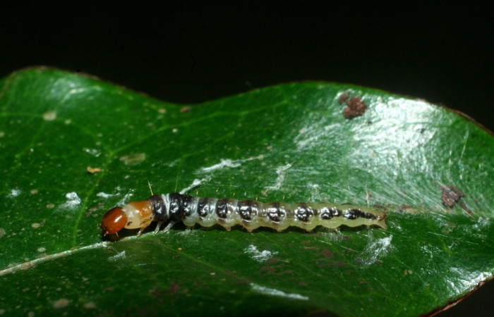 Figura 10. Larva <i>Stenoma</i></i> adytodesDHJ01, Depressariidae, vista lateral. (09-SRNP-2362-DHJ454220).