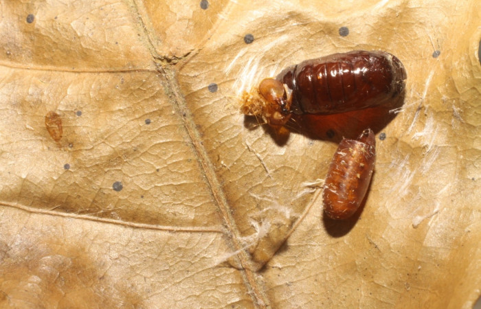 Figura 13. Detalle de pupario (Tachiniadae), <i>Patelloa</i></i> xanthuraDHJ01, parásito que ataca a la larva de <i>Stenoma adytodes</i></i>.  Voucher: (10-SRNP-5857-DHJ480376).