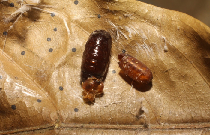 Figura17. Pupario de Tachinidae, <i>Patelloa</i></i> xanthuraDHJ01 parásito que ataca a la larva de  <i>Stenoma adytodes</i></i>.  Voucher: (10-SRNP-5857-DHJ480377).