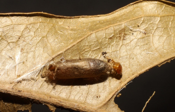 Figura 14. Detalle capullo de Ichneumonidae, <i>Campoplex</i></i> NC-102, parásito que ataca larva de <i>Stenoma adytodes</i></i> . Voucher: (10-SRNP-6525-DHJ480420.