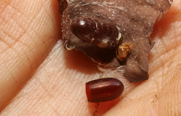 Figura16. Pupario de Tachinidae, <i>Hyphantrophaga virilis</i></i>, parásito que ataca a la larva de  <i>Stenoma adytodes</i></i>.  Voucher: (11-SRNP-35021-DHJ800656).