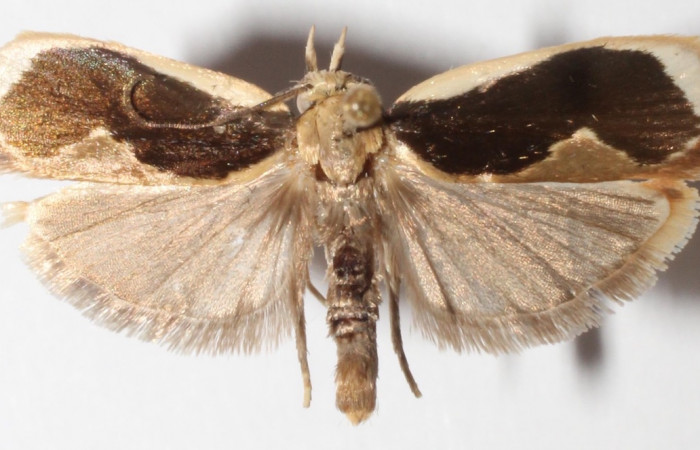 Fig. 1 Adulto de <i>Stenoma adytodes</i></i> (macho), vista dorsal. (12-SRNP-5628DHJ592116).