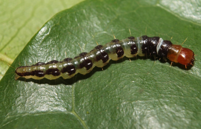 Figura 7. Larva <i>Stenoma adytodes</i></i>, Depressariidae, vista dorsal. (13-SRNP-68383-DHJ718073).