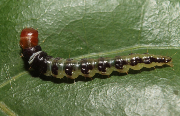 Figura 8. Larva <i>Stenoma adytodes</i></i>, Depressariidae, vista lateral. (13-SRNP-68383-DHJ718077).