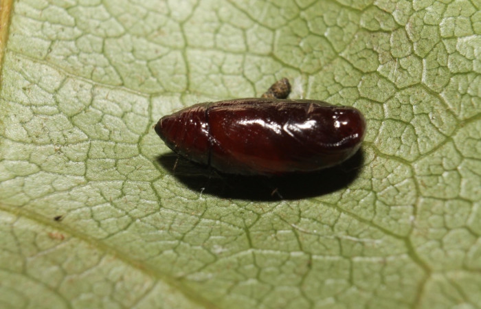 Figura 11. Pupa de <i>Stenoma adytodes</i></i> Depressariidae, vista dorsal,  (13-SRNP-68383-DHJ718079).