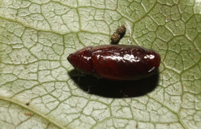 Figura 12. Pupa de <i>Stenoma adytodes</i></i>, Depressariidae, vista lateral.  (13-SRNP-68383-DHJ718081).
