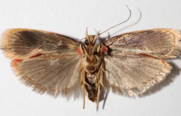 Figura 2. Adulto de <i>Stenoma adytodes</i></i> (macho), vista ventral. (14-SRNP-42522-DHJ592111).