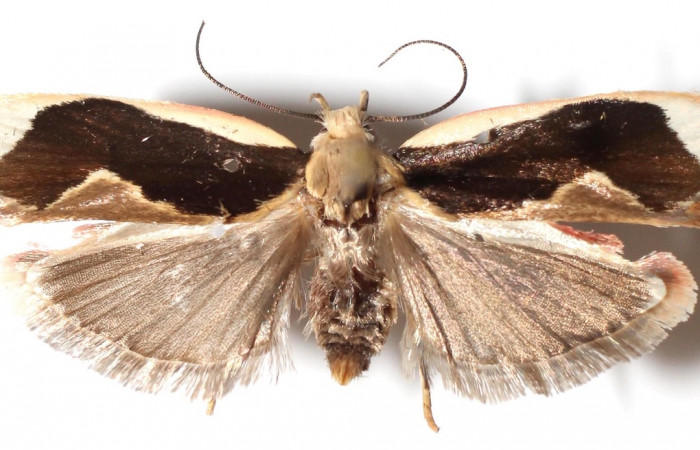 Figura 3. Adulto de <i>Stenoma adytodes</i></i>  (hembra), vista dorsal. (14-SRNP-5685-DHJ914206).