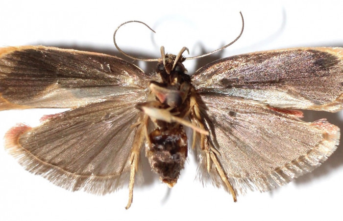 Figura 4. Adulto de <i>Stenoma adytodes</i></i> (hembra), vista ventral. (14-SRNP-5685-DHJ914207).