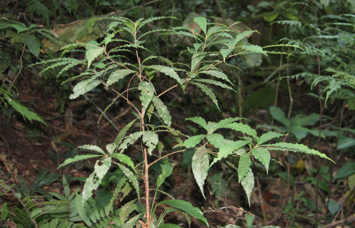 Figura 18. Planta hospedera <i>Pouteria durlandii</i></i>, una de las muchas especies de que se alimenta  <i>Stenoma adytodes</i></i>, de la familia, Depressariidae. Pero la planta de la que se alimentan mas esta especie es <i>Pouteria reticulata</i></i>, de la familia (Sapotaceae)Foto Keiner Aragon Calero,04/22/2023.