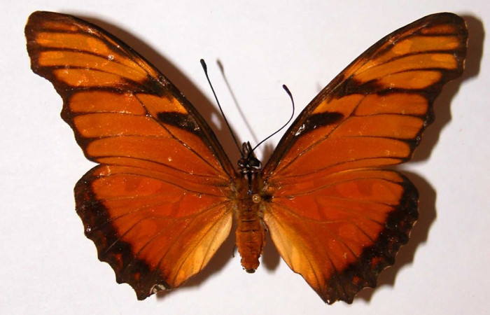 Fig. 1 Adulto <i>Dione juno</i></i> (Nymphalidae), hembra vista dorsal mide 74mm. Mata Redonda, Sector Orosi, 445m. 98-SRNP-3686-DHJ34090.