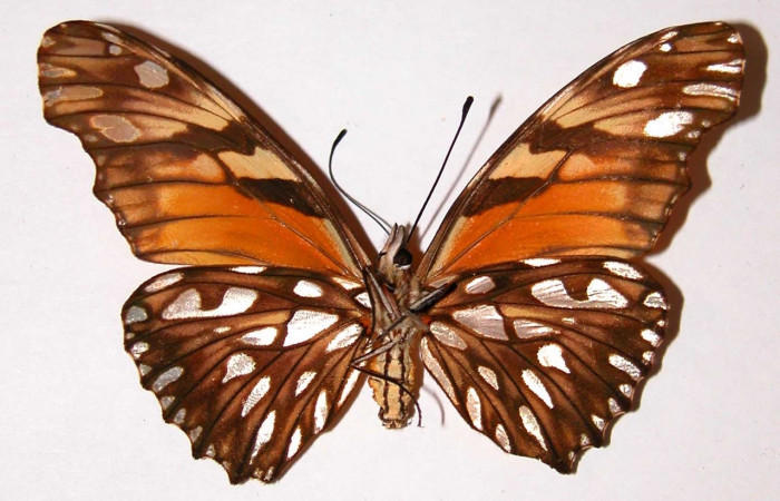 Fig. 2 Adulto <i>Dione juno</i></i> (Nymphalidae), hembra vista ventral mide 74mm. Mata Redonda, Sector Orosi, 445m. 98-SRNP-3686-DHJ34091.