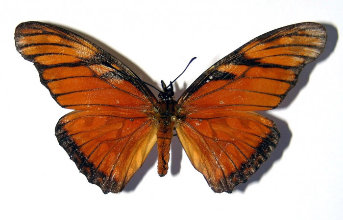 Fig. 3 Adulto <i>Dione juno</i></i> (Nymphalidae), macho vista dorsal mide 66mm. Bosque San Emilio, Sector Santa Rosa, 300m. 95-SRNP-8290-DHJ98912.