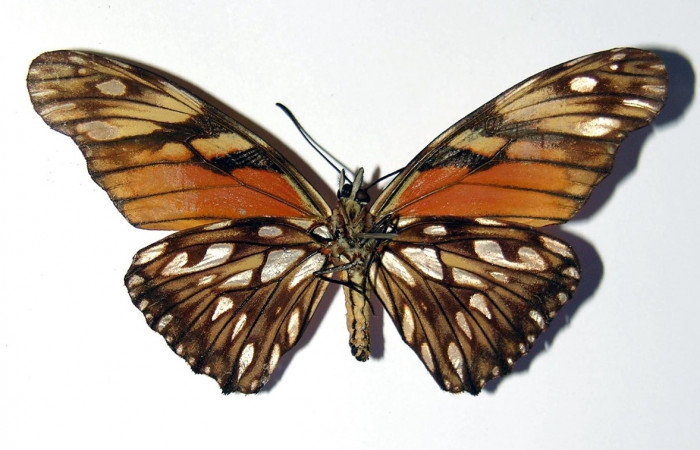 Fig. 4 Adulto <i>Dione juno[/ī] (Nymphalidae), macho vista ventral mide 66mm. Bosque San Emilio, Sector Santa Rosa, 300m. 95-SRNP-8290-DHJ98913