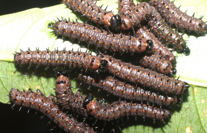 Fig. 5 Larva <i>Dione juno</i></i> (Nymphalidae), mide 20mm. Quebrada Garcia, Sector San Cristobal, 495m.18-SRNP-1381-DHJ705189.jpg