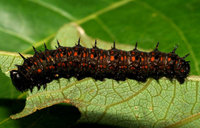 Fig. 6 Larva <i>Dione juno</i></i> (Nymphalidae), mide 30mm. San Antonio, Sector Del Oro, 335m. 06-SRNP-22673-DHJ424828.jpg