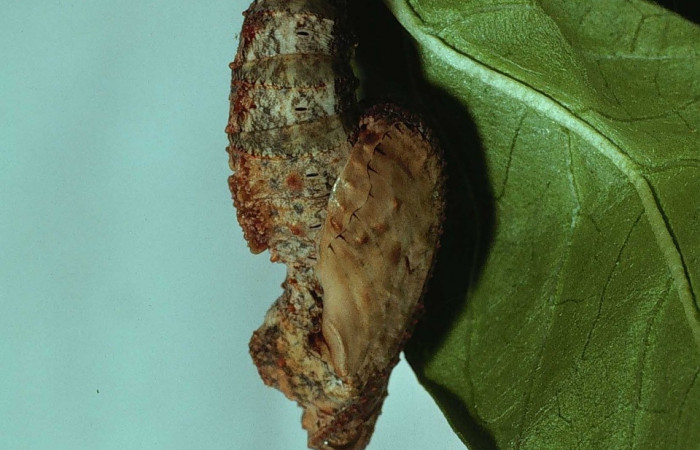 Fig. 7 Pupa [I]Dione juno</i> (Nymphalidae), Bosque Húmedo, Sector Santa Rosa, 290m. 80-SRNP-284-DHJ1536.jpg.