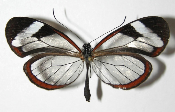 Figura 9. Adulto de <i>Oleria paula</i></i> (Nymphalidae), macho vista dorsal, localidad Pasmompa, Sector Pitilla ACG (440m). Voucher: 05-SRNP-34709-DHJ331388.jpg.