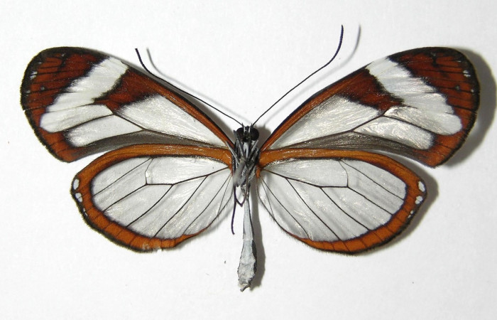 Figura 10. Adulto de <i>Oleria paula</i></i> (Nymphalidae), macho vista ventral, localidad Pasmompa, Sector Pitilla ACG (440m). Voucher: 05-SRNP-34709-DHJ331389.jpg.