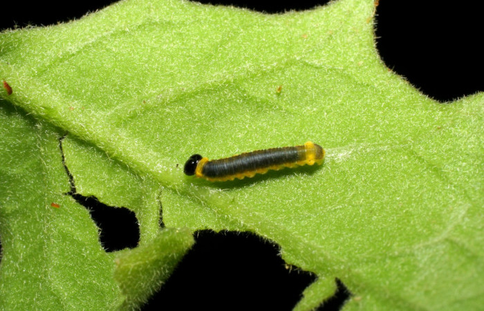Figura 2. Larva <i>Oleria paula</i></i> (Nymphalidae), tercer estadío (PPU) vista dorsal, localidad Pasmompa, Sector Pitilla ACG (440m). Voucher: 05-SRNP-34709-DHJ423349.jpg.