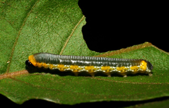 Figura 4. Larva <i>Oleria paula</i></i> (Nymphalidae), último estadío (U) vista lateral, localidad Pasmompa, Sector Pitilla ACG (440m). Voucher: 06-SRNP-30037-DHJ409730.jpg.