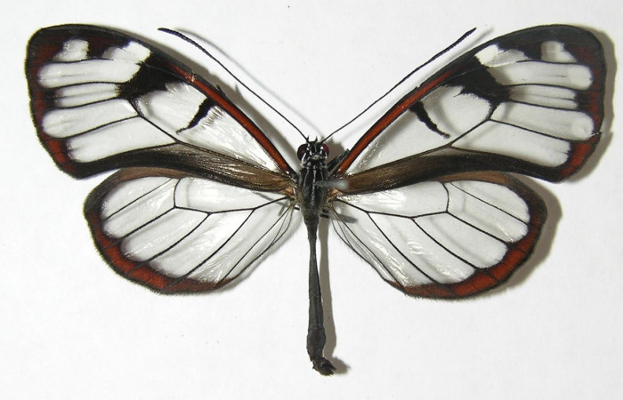 Figura 15. Adulto de <i>Oleria</i></i> vicinalCG02 (Nymphalidae), vista dorsal, localidad Sendero Cima, Sector Cacao ACG (1460m). Voucher: 08-SRNP-37067-DHJ399730.jpg.