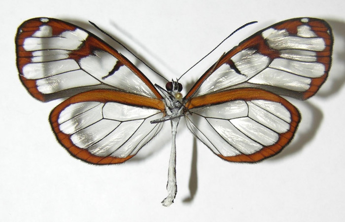 Figura 16. Adulto de <i>Oleria</i></i> vicinalCG02 (Nymphalidae), vista ventral, localidad Sendero Cima, Sector Cacao ACG (1460m). Voucher: 08-SRNP-37067-DHJ399731.jpg.