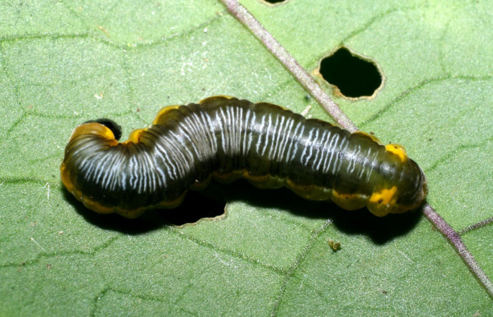Figura 13. Larva <i>Oleria</i></i> vicinalCG02 (Nymphalidae), último estadío (U) vista dorsal, localidad Sendero Cima, Sector Cacao ACG (1460m). Voucher: 08-SRNP-37067-DHJ446380.jpg.