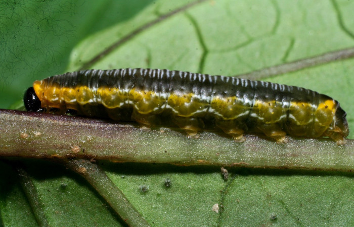 Figura 14. Larva <i>Oleria</i></i> vicinalCG02 (Nymphalidae), vista lateral, localidad Sendero Cima, Sector Cacao ACG (1460m). Voucher: 08-SRNP-37067-DHJ446384.jpg.