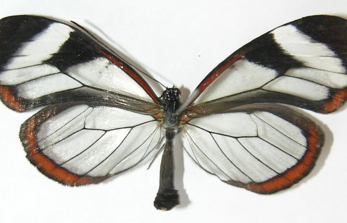 Figura 11. Adulto de <i>Oleria paula</i></i> (Nymphalidae), hembra vista dorsal, localidad Sendero Chorro Estación Biológica Quica, Sector Pitilla ACG (485m). Voucher: 09-SRNP-72865-DHJ513460.jpg.