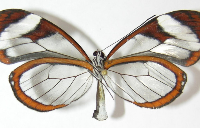 Figura 12. Adulto de <i>Oleria paula</i></i> (Nymphalidae), hembra vista ventral, localidad Sendero Chorro Estación Biológica Quica, Sector Pitilla ACG (485m). Voucher: 09-SRNP-72865-DHJ513461.jpg.