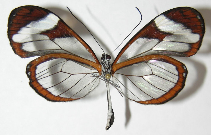 Figura 1. Adulto de <i>Oleria paula</i></i> (Nymphalidae), vista dorsal, localidad Sendero Chorro Estación Biológica Quica, Sector Pitilla ACG (485m). Voucher: 09-SRNP-73111-DHJ513457.jpg.