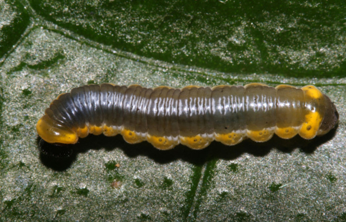 Figura 3. Larva <i>Oleria paula</i></i> (Nymphalidae), penúltimo estadío (PU) vista dorsal, localidad Sendero Memos, Sector Pitilla ACG (740m). Voucher: 17-SRNP-32479-DHJ740792.jpg.