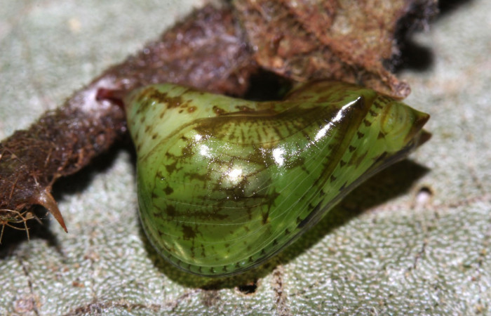 Figura 7. Pupa de <i>Oleria paula</i></i> (Nymphalidae), vista dorsal, localidad Sendero Memos, Sector Pitilla ACG (740m). Voucher: 17-SRNP-32479-DHJ740841.jpg.